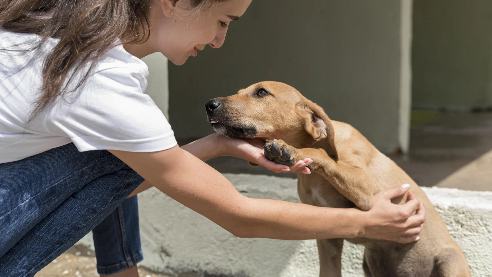 Vacinação Antirrábica para Cães e Gatos em Macaé Segue Nesta Semana com Atendimentos Itinerantes