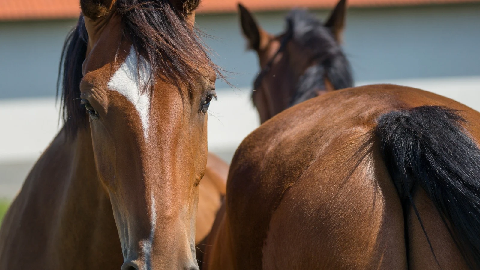 Expo Mangalarga Marchador 2026 transforma Macaé em polo do agronegócio e do turismo equestre