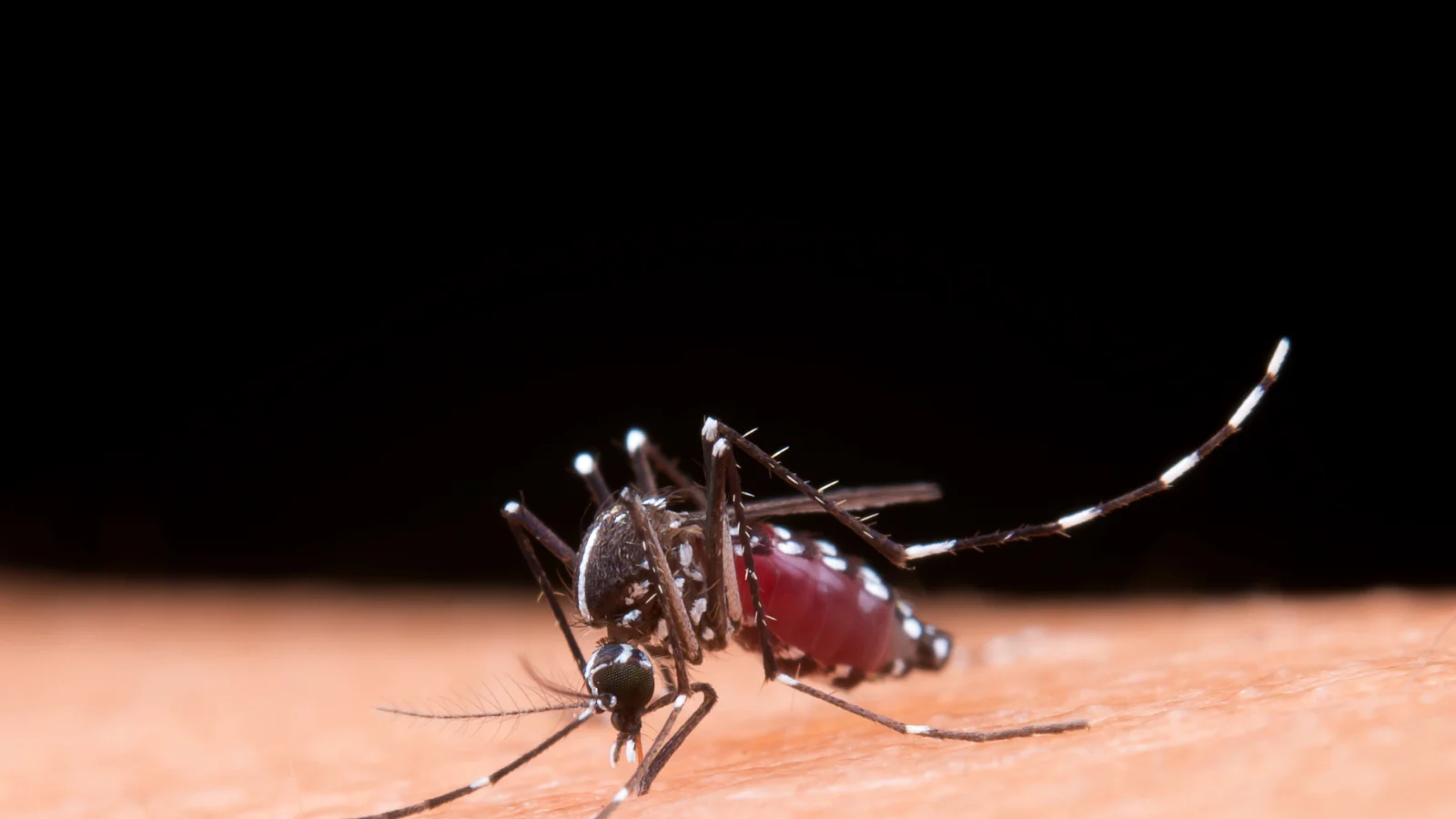 Macaé intensifica ações contra dengue, zika e chikungunya com mutirões, fumacê e vacinação antirrábica