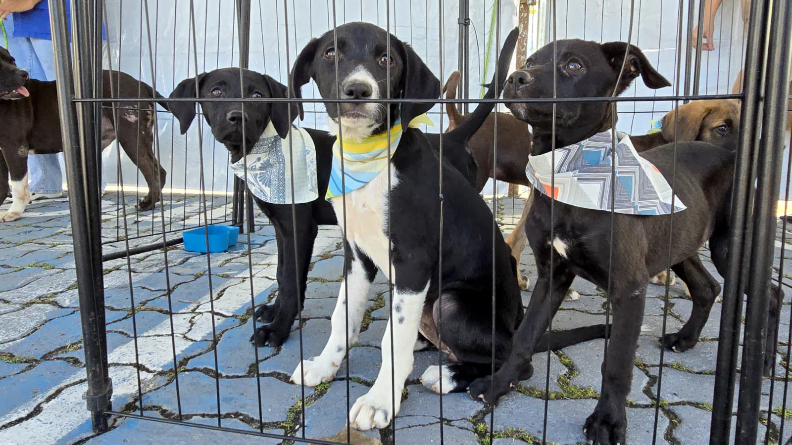 Feira de adoção de animais acontece neste sábado no Shopping Plaza Macaé